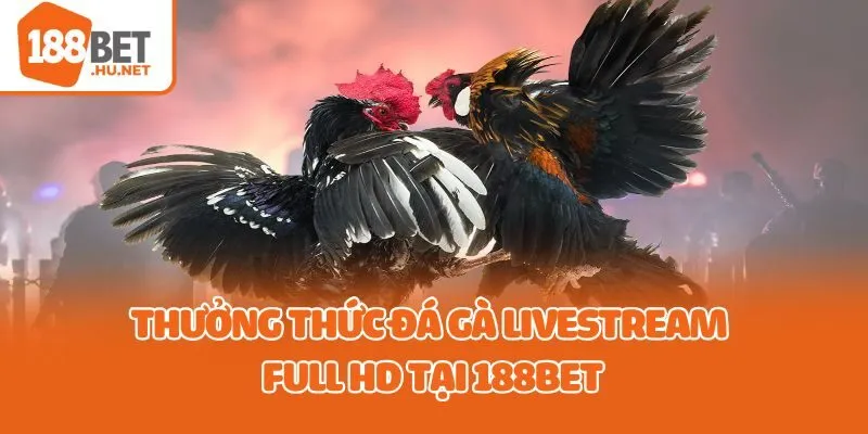 Thưởng thức đá gà livestream full HD tại 188bet