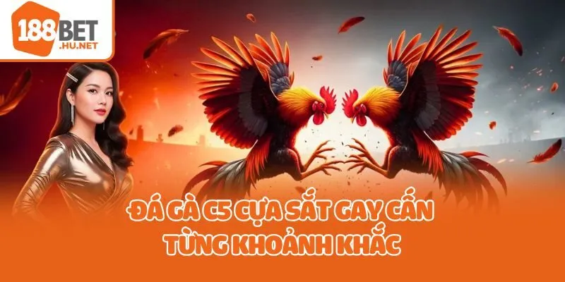 Đá gà C5 cựa sắt gay cấn từng khoảnh khắc