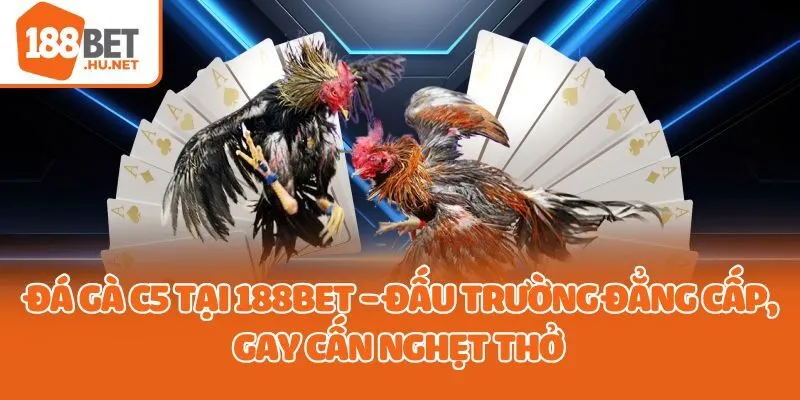 đá gà c5